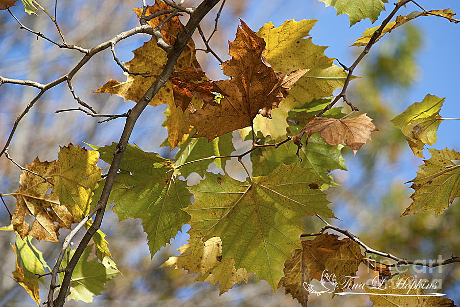 Maple Leaves 20121020_29 Photograph by Tina Hopkins