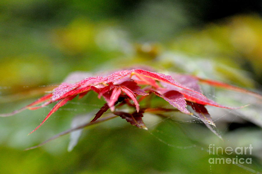 Maple Leaves and Spiderwebs 2 Photograph by Tatyana Searcy