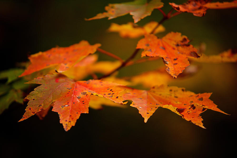 Maple leaves Photograph by Prince Andre Faubert