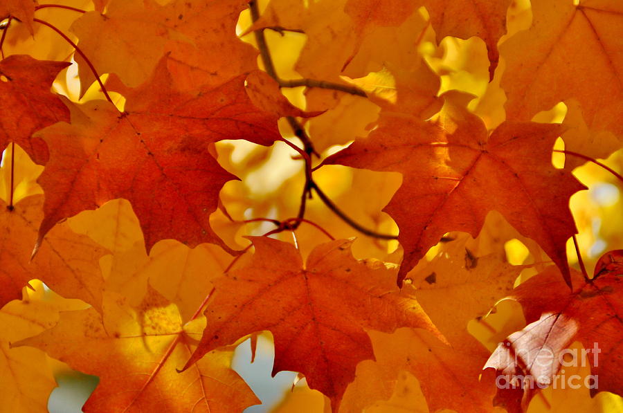 Maple Leaves  Photograph by Andrea Kollo
