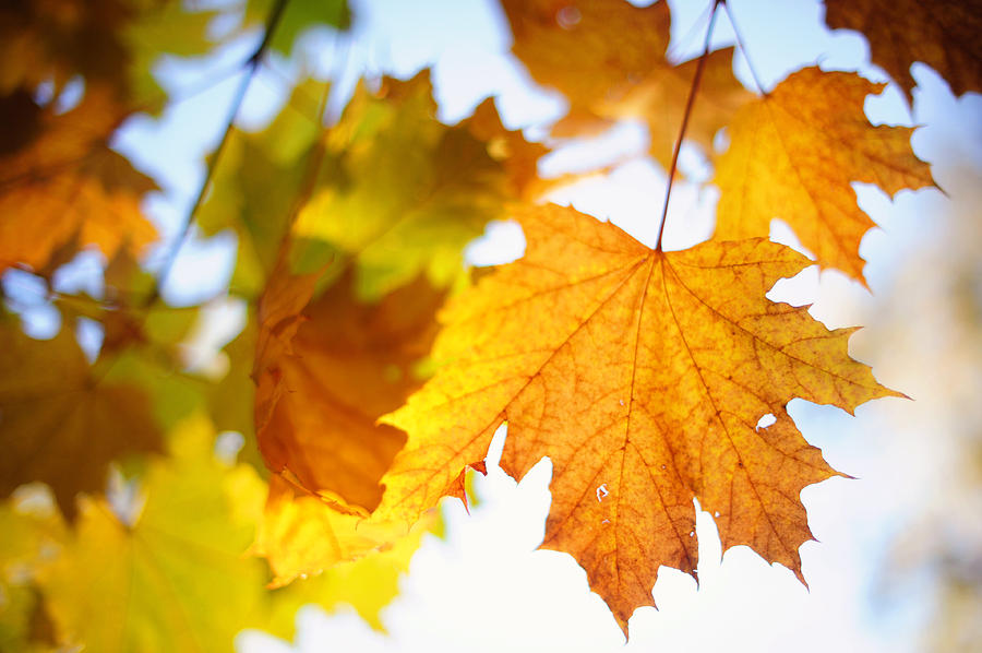 Maple Leaves Aquarel Photograph by Jenny Rainbow