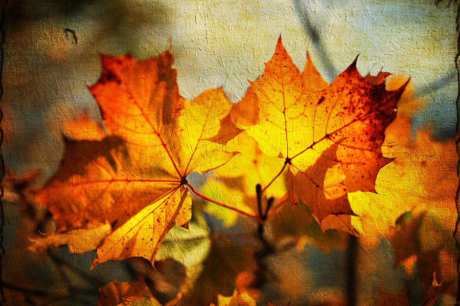 Maple Leaves at Autumn Photograph by Jenny Rainbow