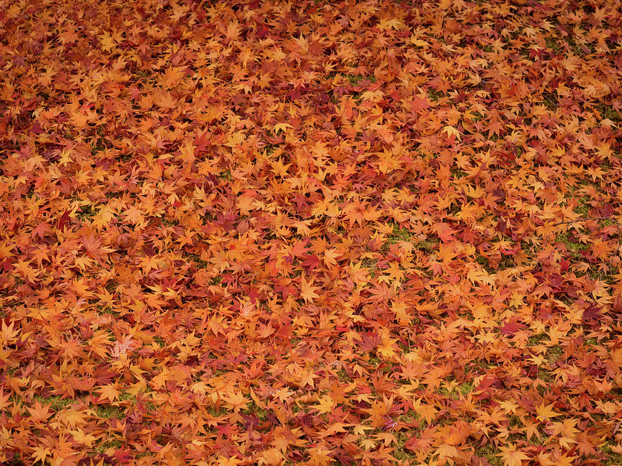 Maple Leaves Carpet Photograph by Ma Photo