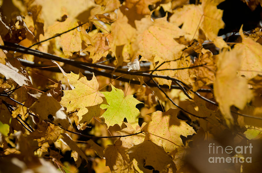 Maple Leaves Photograph by Cassie Marie Photography