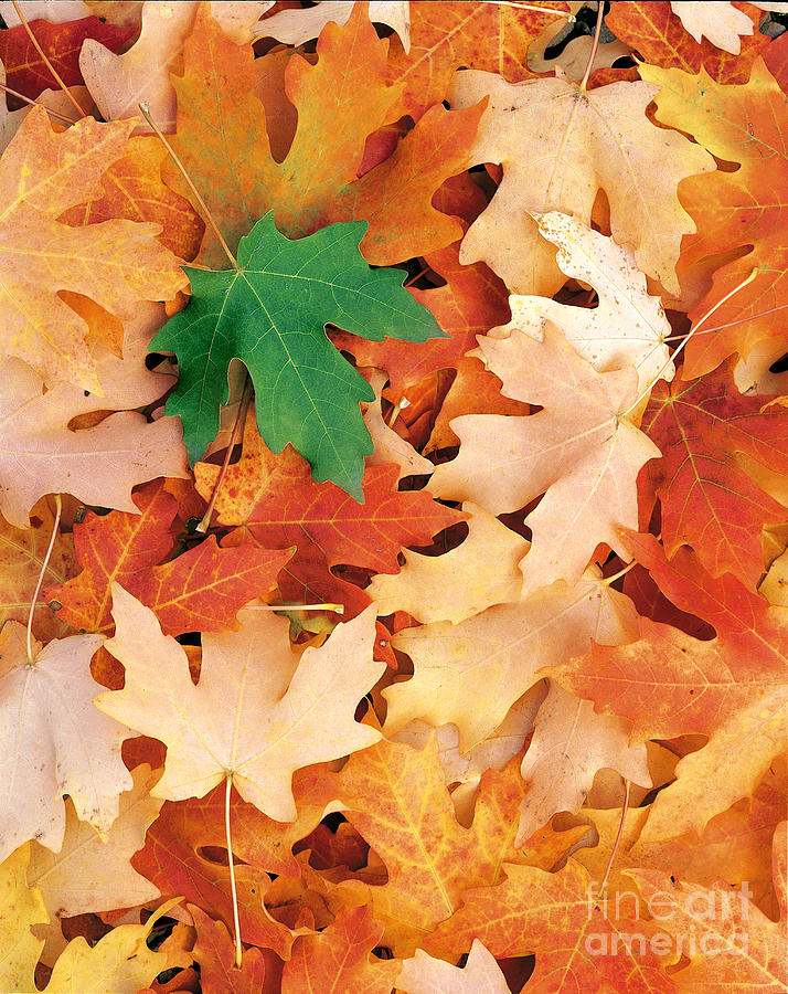 Maple Leaves Photograph by Dennis Flaherty
