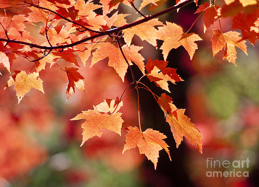 Maple Leaves I Photograph by Steven Ralser