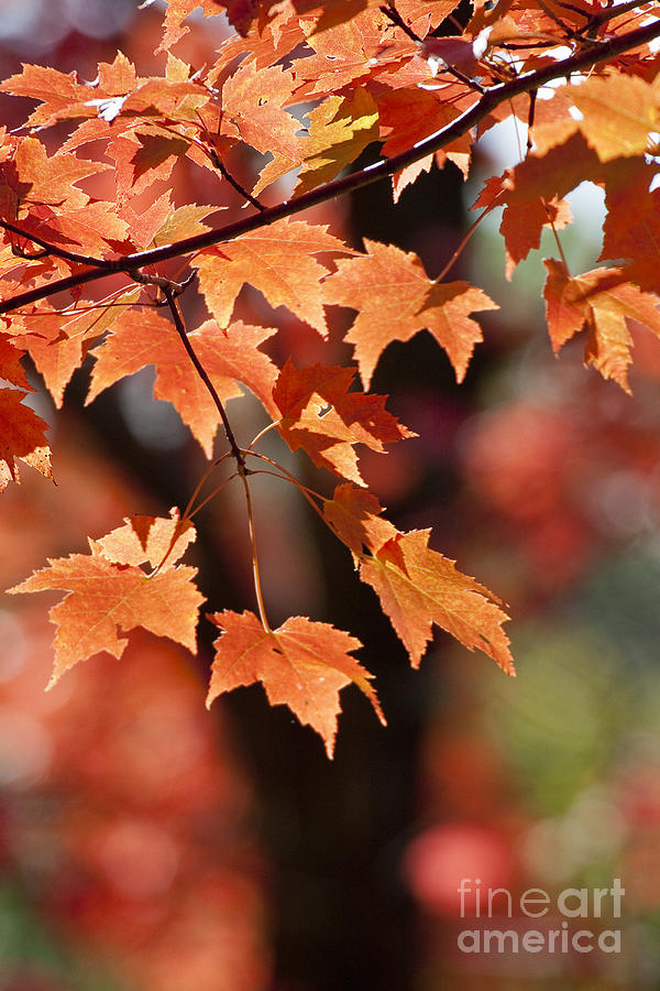 Maple Leaves II Photograph by Steven Ralser