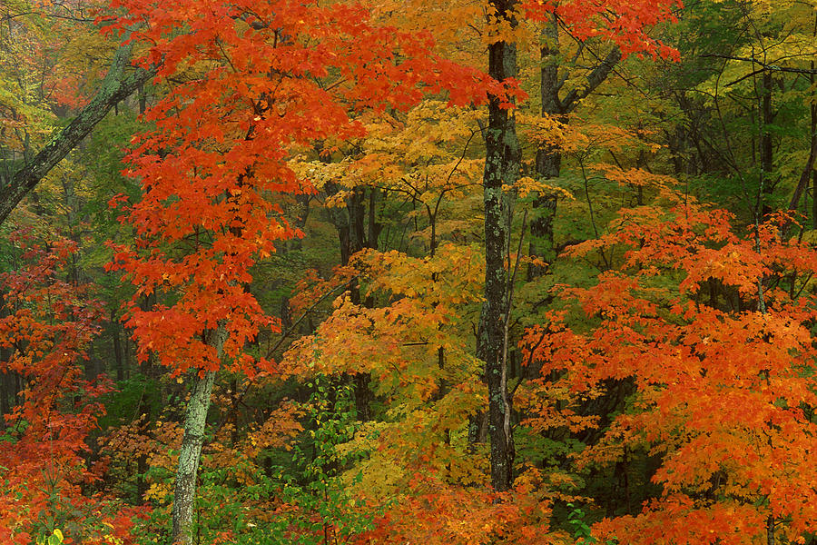 Maple leaves in autumn , Algonquin Park , Ontario , Canada Photograph by Comstock