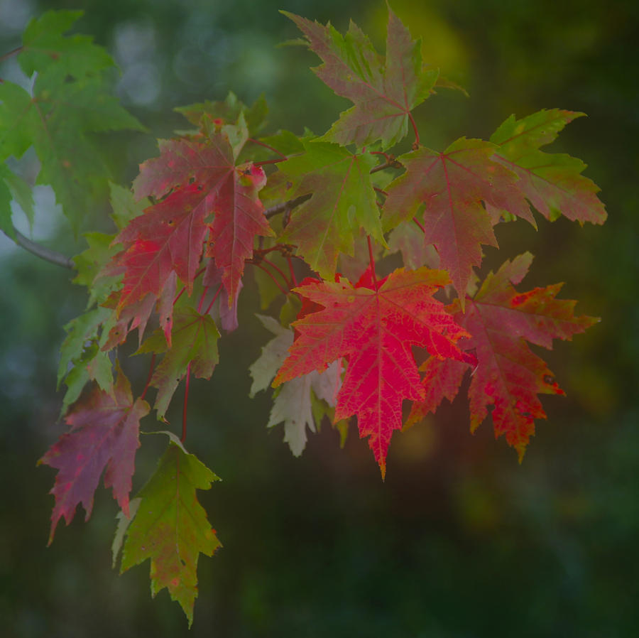 Maple Leaves in Autumn Photograph by Jim Vance
