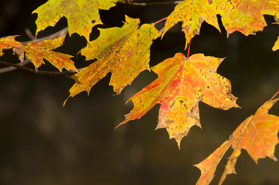 Maple Leaves in Autumn Photograph by Larry Bohlin