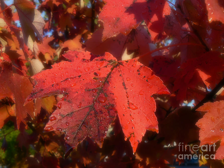 Maple Leaves in Autumn Red Photograph by MM Anderson