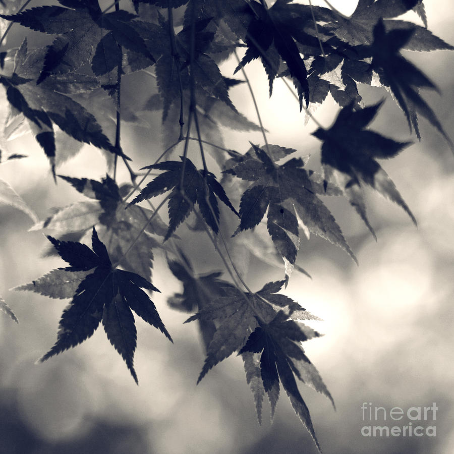 Fall Photograph - Maple leaves in black and white- one by Sylvia Cook
