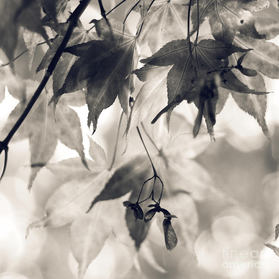 Maple leaves in black and white- two Photograph by Sylvia Cook