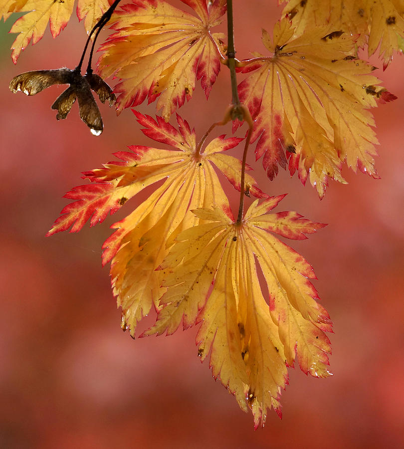 Maple leaves in fall Photograph by Inge Riis McDonald