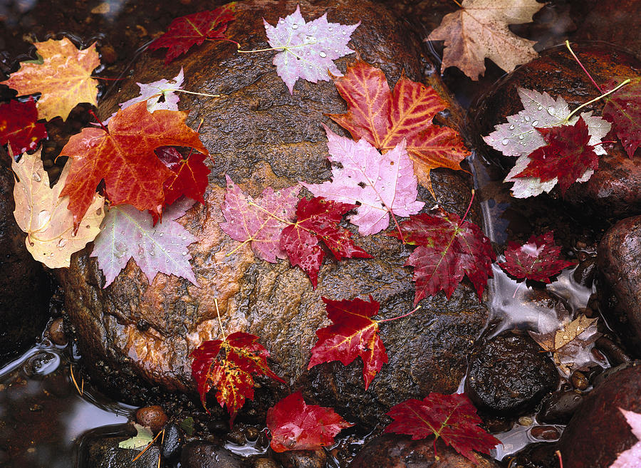 Maple Leaves In Sable Creek Pictured Photograph by Tim Fitzharris