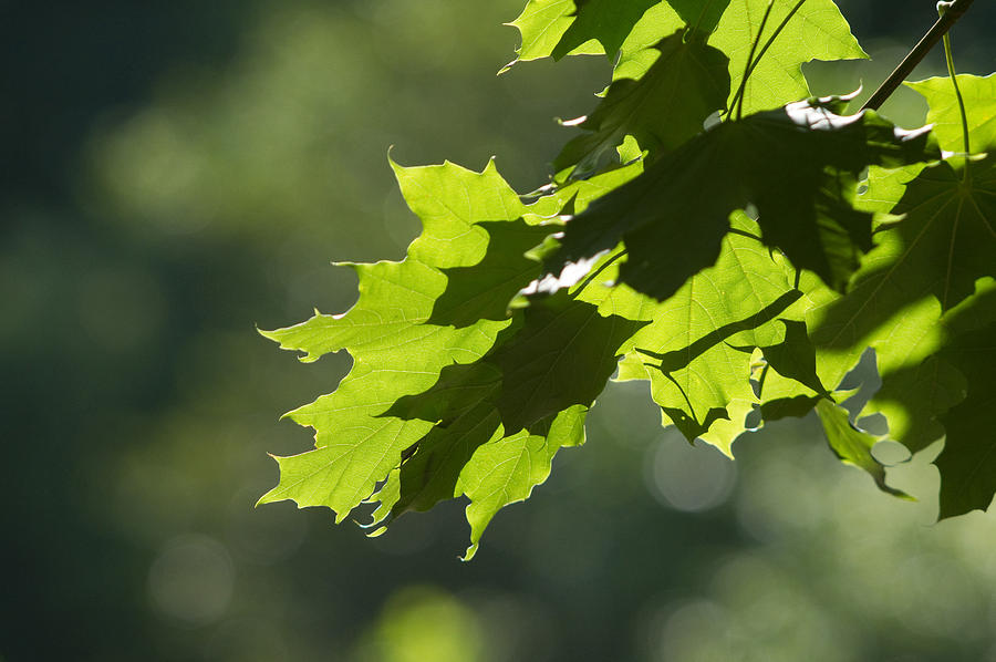 Maple Leaves in Summer Photograph by Larry Bohlin