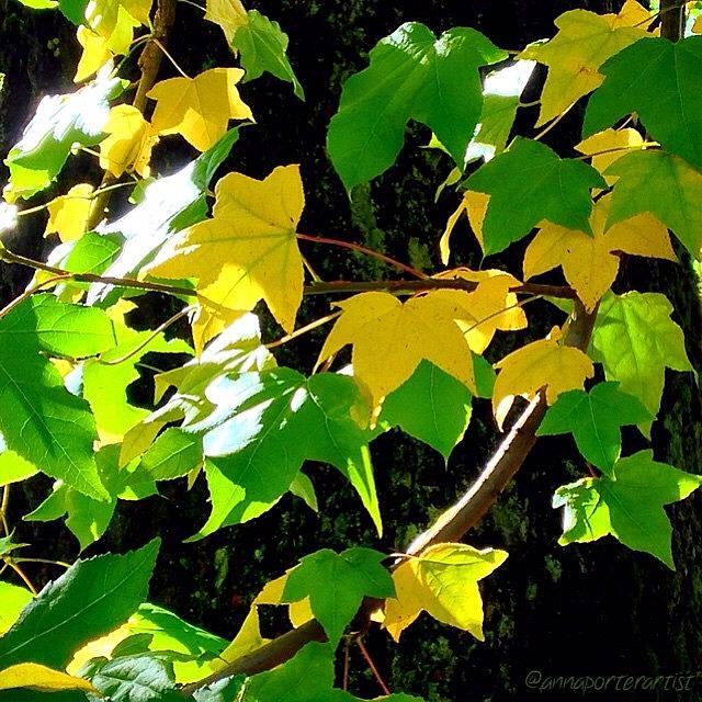 Tree Photograph - Maple Leaves In Sunlight by Anna Porter
