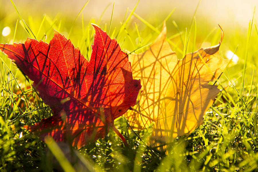 Maple Leaves in sunlight Photograph by Marina Kojukhova