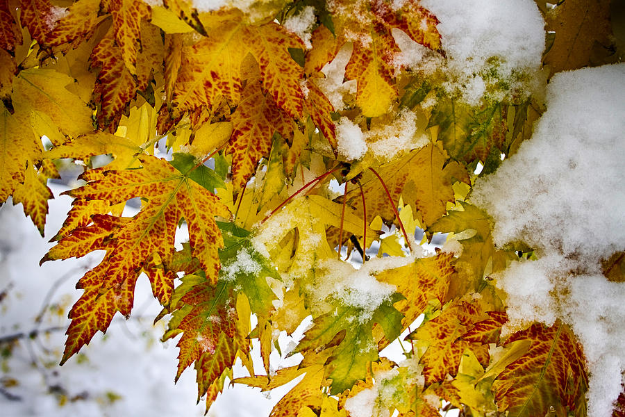 Maple Leaves In The Snow Photograph by James BO Insogna