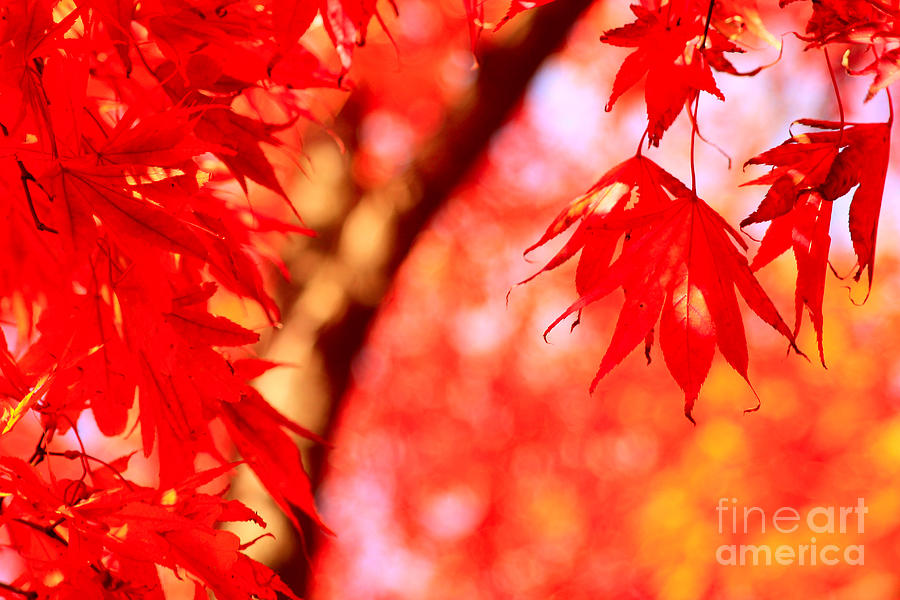 Maple Leaves in Vivid Vermillion Photograph by Beverly Claire Kaiya