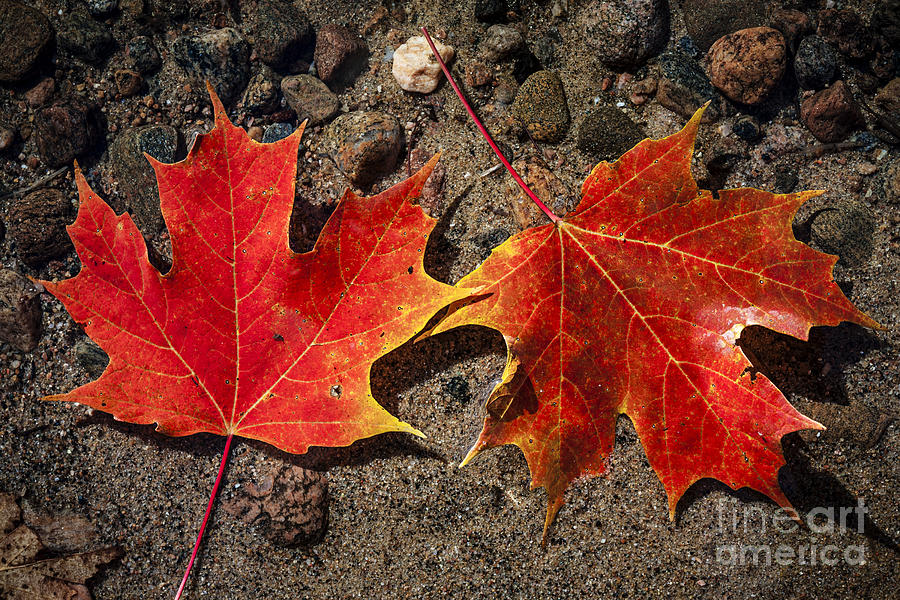 Fall Photograph - Two red maple leaves in water by Elena Elisseeva
