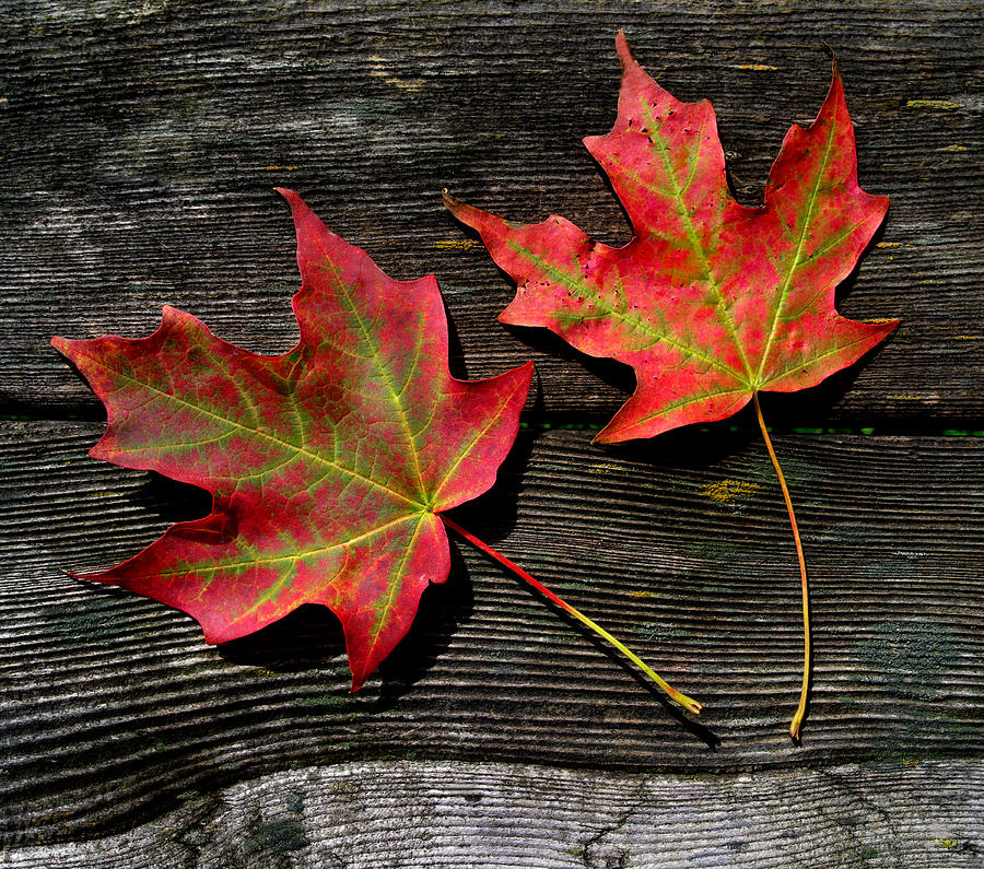 Maple Leaves Photograph by Jamieson Brown