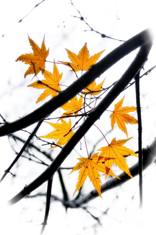 Maple Leaves Photograph by Jonathan Nguyen