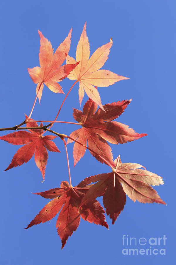 Maple Leaves Photograph by Julia Gavin