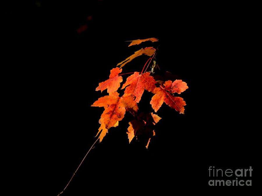 Maple Leaves Photograph by Marcia Lee Jones