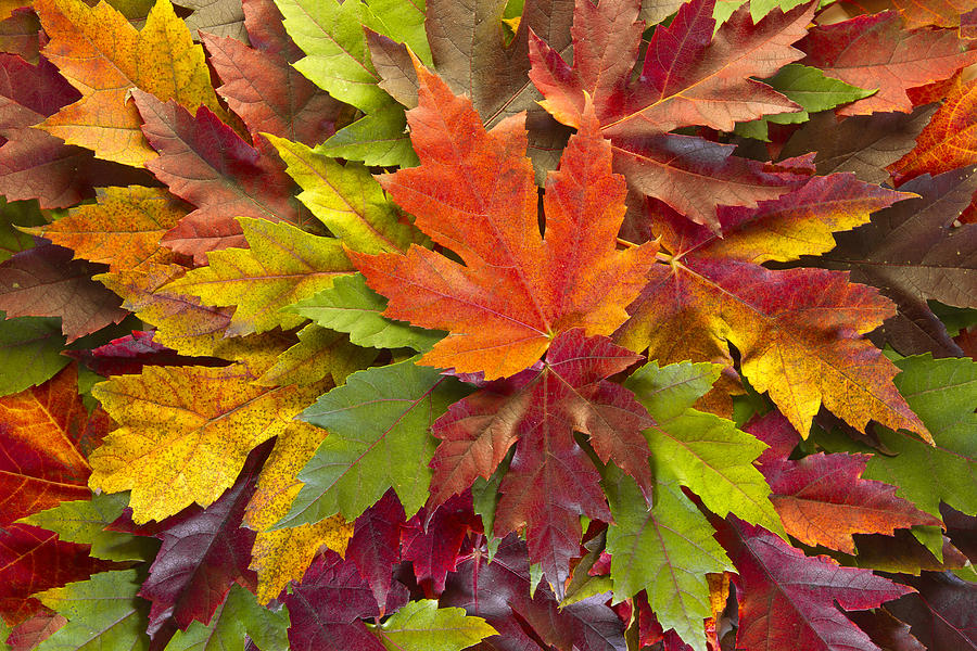 Maple Leaves Mixed Fall Colors Background Photograph by David Gn