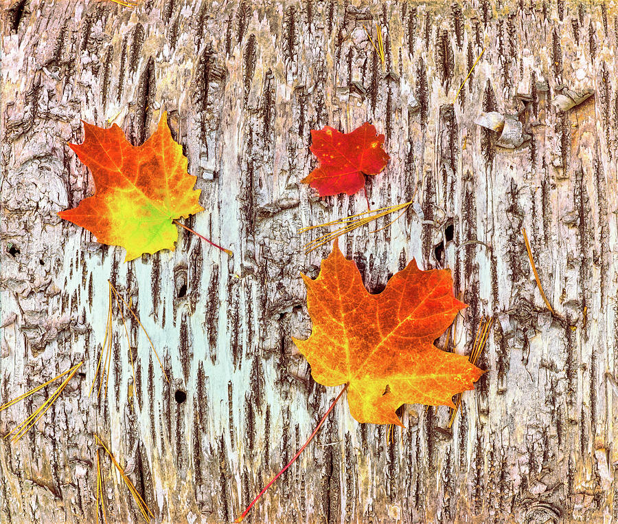 Maple Leaves On Bark Of Birch Tree Photograph by Panoramic Images