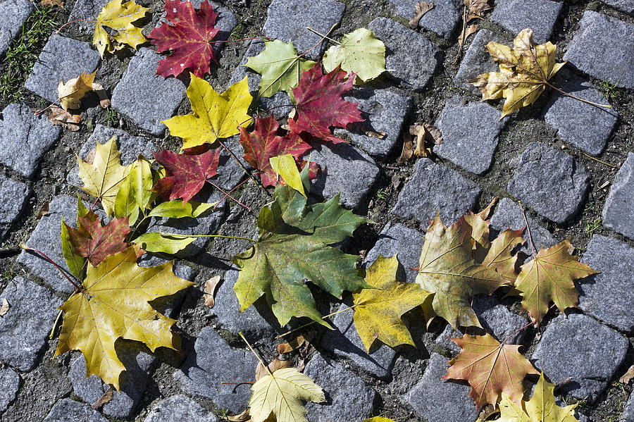 Fall Photograph - Maple leaves on stones by Aleksandr Volkov