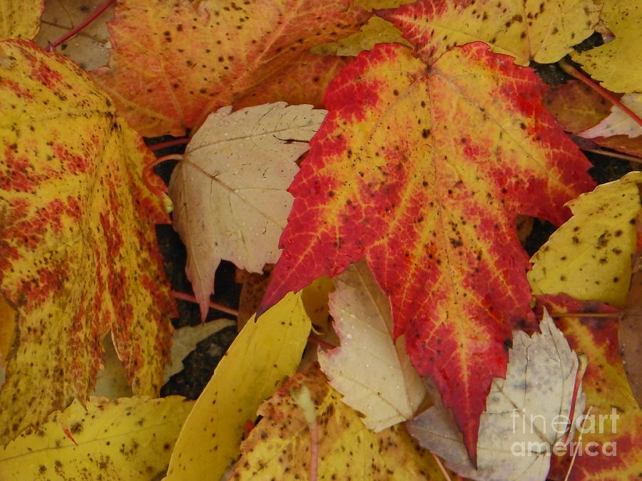 Maple Leaves Photograph - Maple Leaves by Paddy Shaffer
