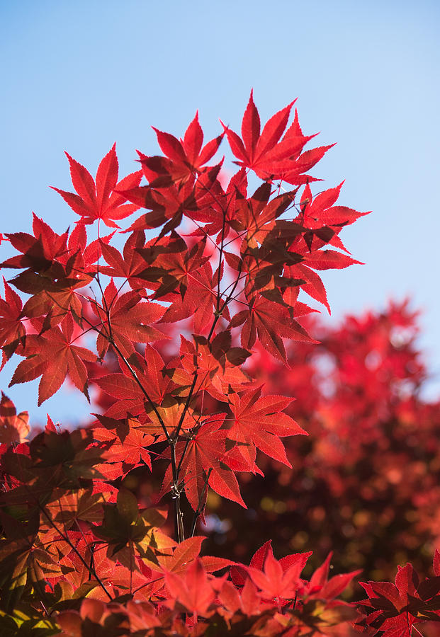 Fall Photograph - Maple Leaves by Parker Cunningham