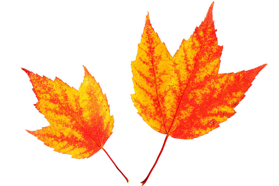 Maple Leaves Painting by Paul Ge