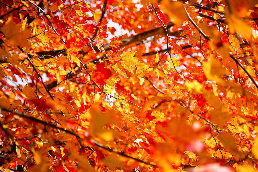 Maple Leaves Photograph by Robert Clifford