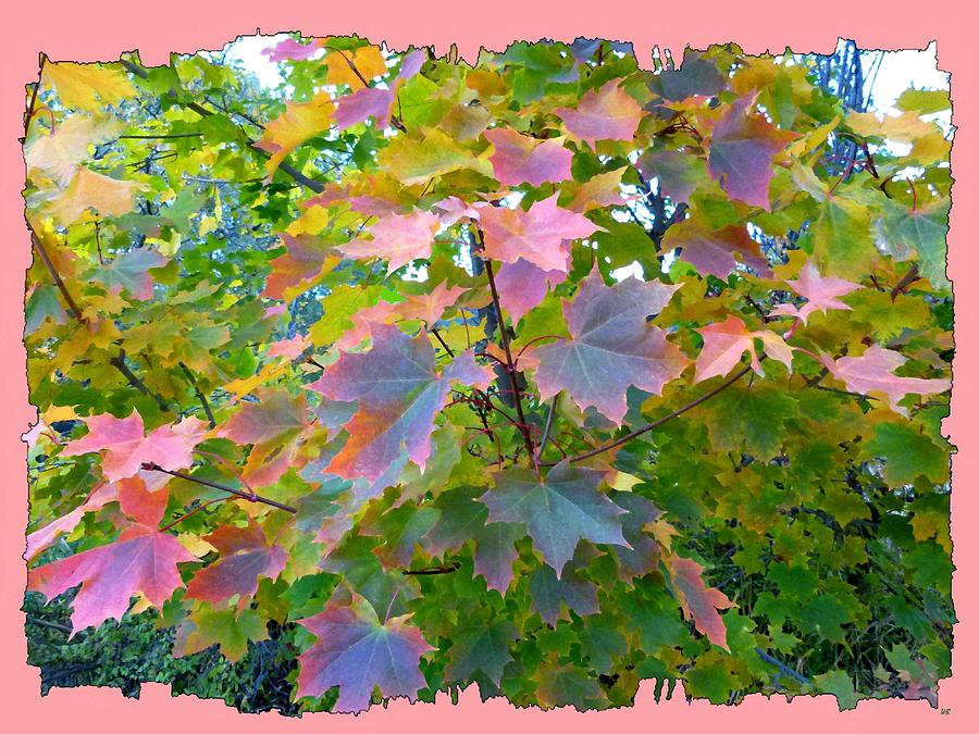 Maple Magnetism Painting Digital Art by Will Borden