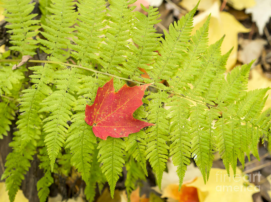 Maple on fern Photograph by Steven Ralser
