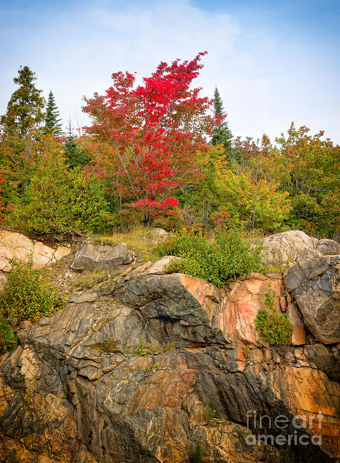 Maple On The Rocks Photograph by Les Palenik