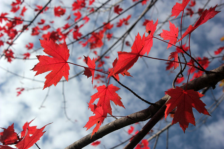 Maple Red 2 Photograph by Mary Bedy