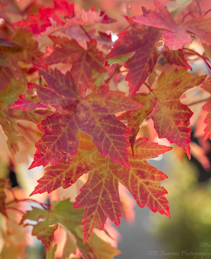 Maple Reds Photograph by Aaron Burrows