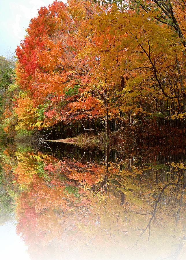 Maple Reflection Photograph