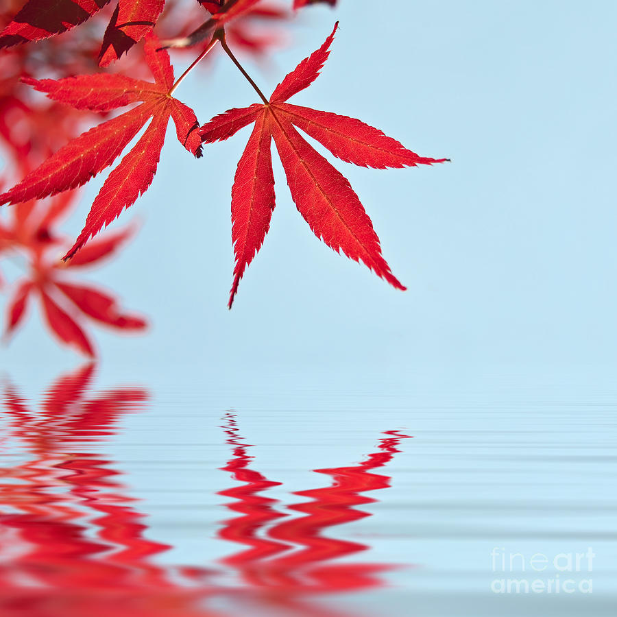 Fall Photograph - Red Maple leaves reflection by Delphimages Photo Creations