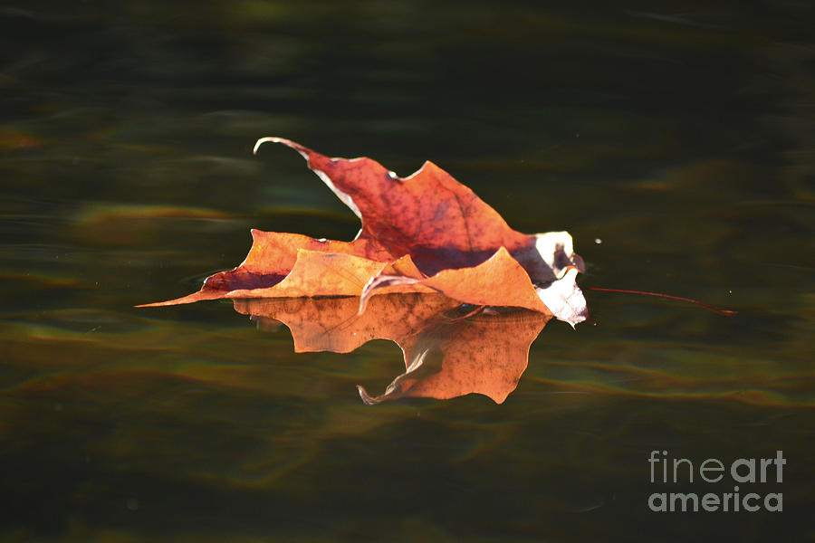 Maple Reflection Photograph by Forest Floor Photography