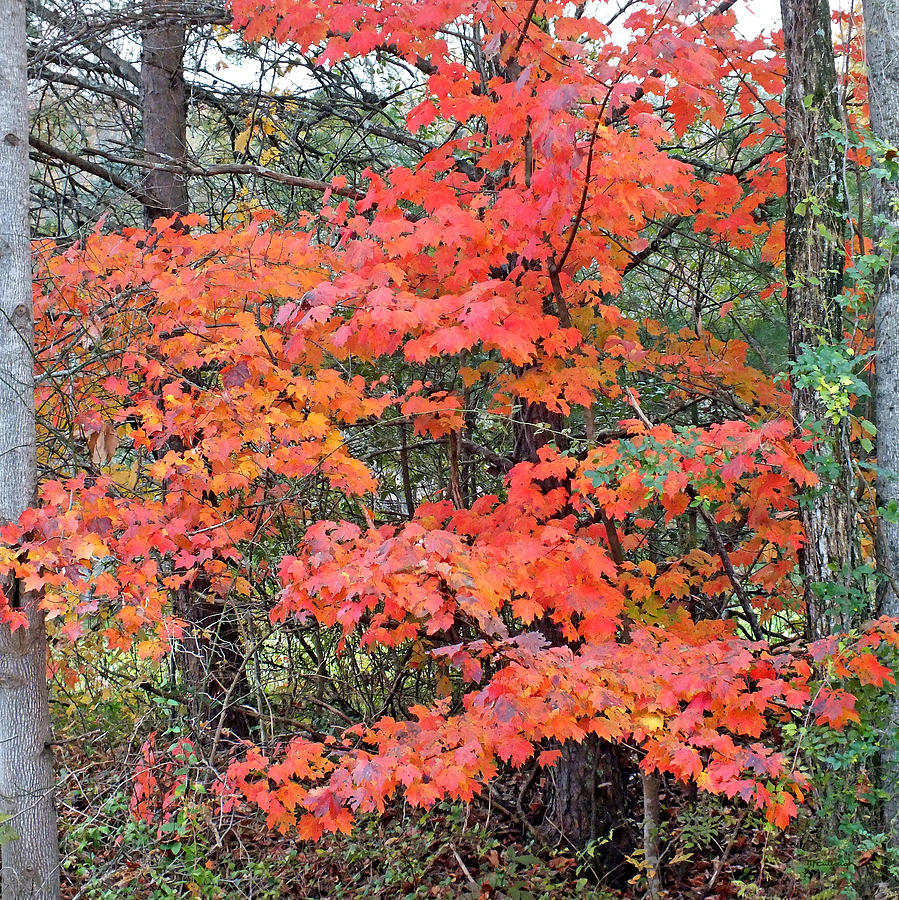 Maple Rush in the Fall Photograph by Duane McCullough