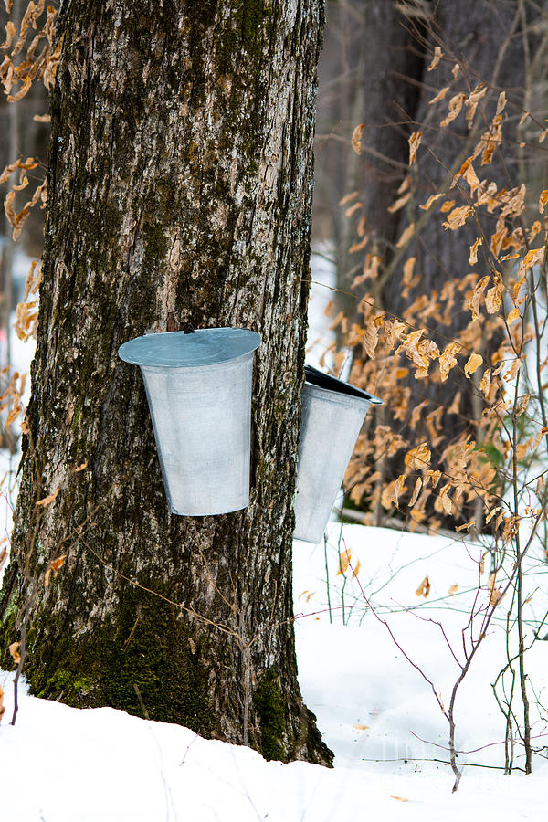 Maple Sap Collection Photograph by Cheryl Baxter