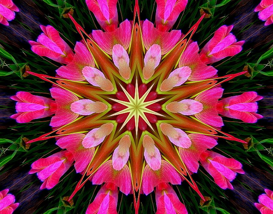 Maple Seed Kaleidoscope Photograph by Sheri McLeroy