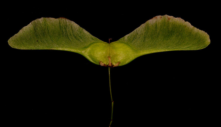 Maple Seed Pod Photograph by Robert Woodward