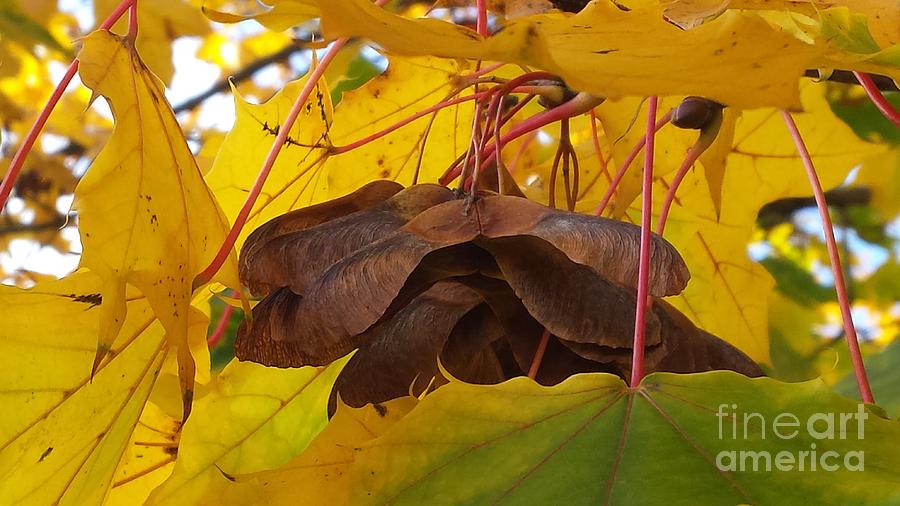 Maple Seeds Photograph by Paddy Shaffer