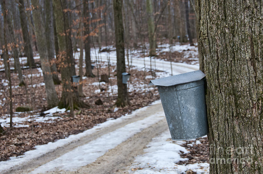 Maple Syrup Buckets Photograph by David Arment - Fine Art America